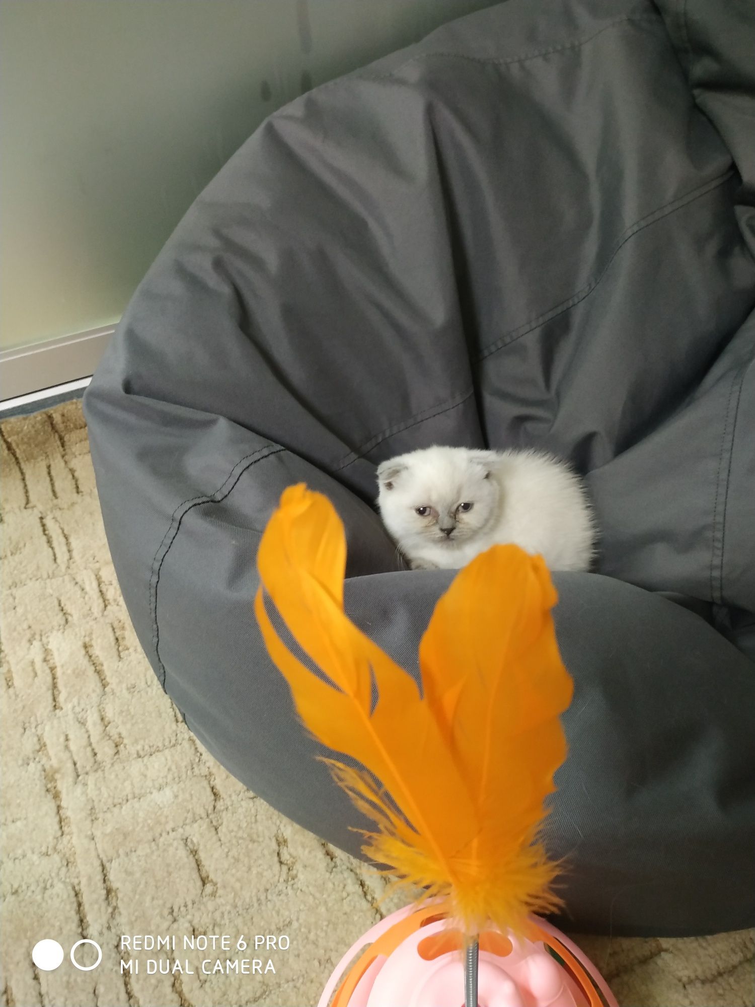 Девочка скоттиш фолд