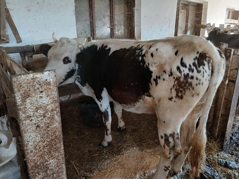 Продам добру корову