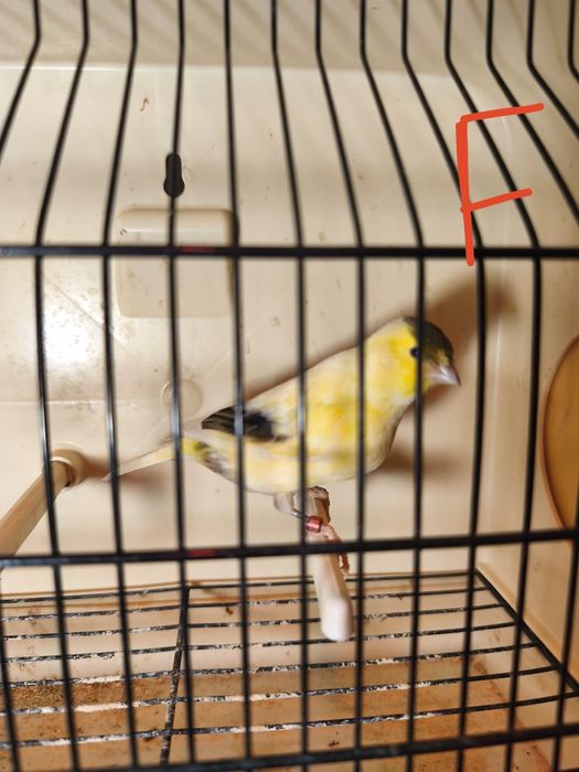 Canários para ceder