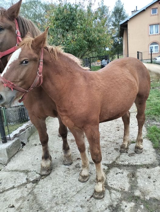 Sprzedam 2 koń konie zimnokrwiste