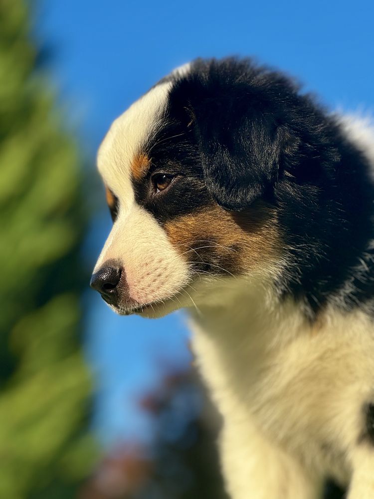 Amerykański owczarek miniaturowy- MAS - Mini Aussie- piesek FCI