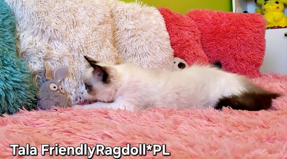Przytulaśna kotecza ragdoll