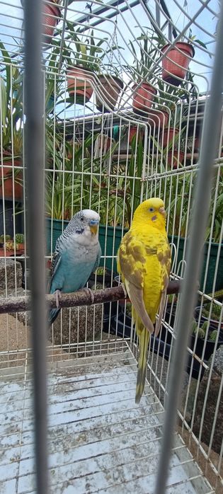 Casal periquitos asa negra