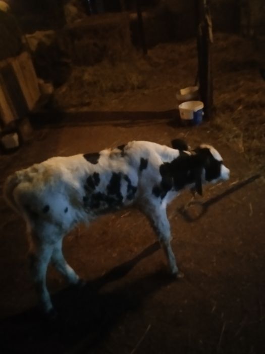 witam spszedam byczka