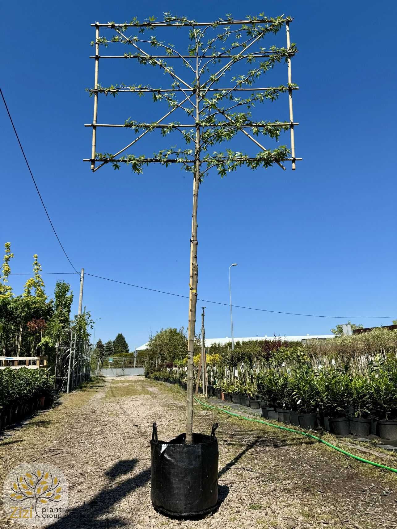 Ambrowiec amerykański / Liquidambar / Pień 180-200cm / Obw.10-16cm