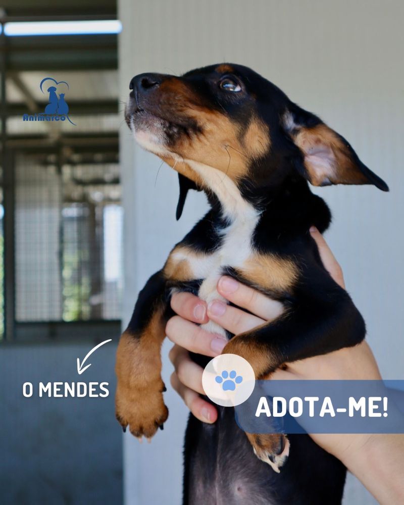 Mendes cachorro ficara porte medio