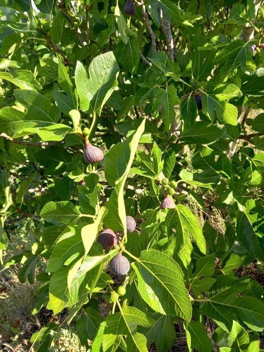 Terreno Rustico em Torres Novas