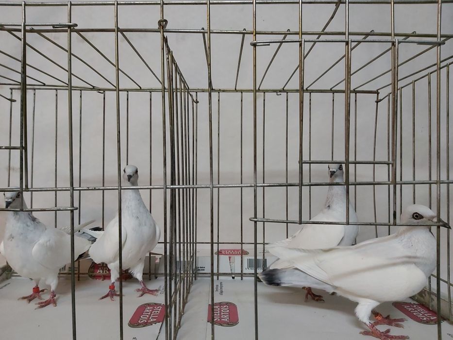 Gołębie Jasne Zwykłe