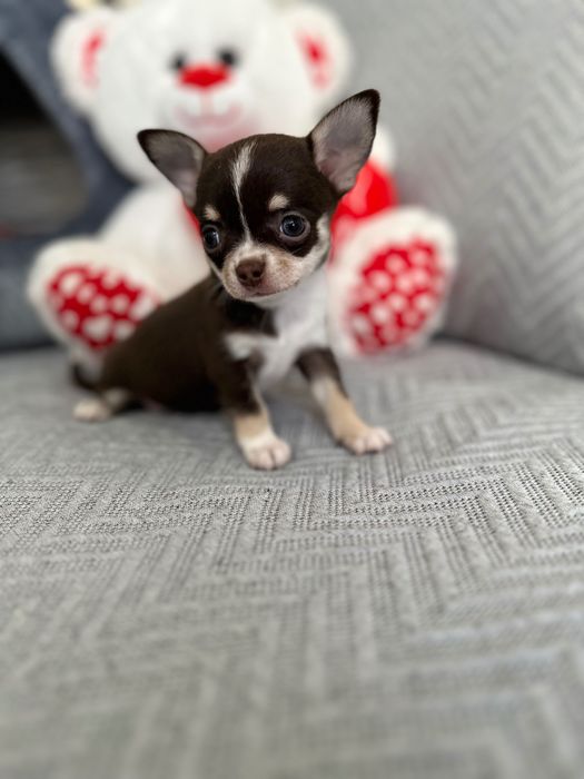 Menino chihuahua super mini