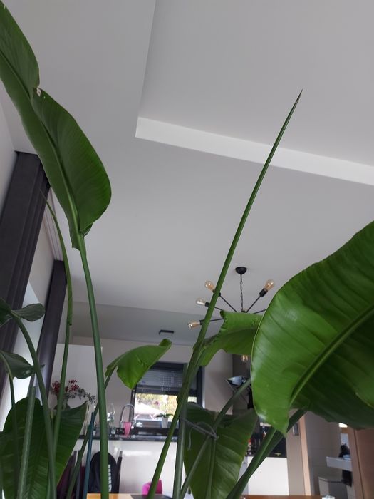 Strelicja biala  duża