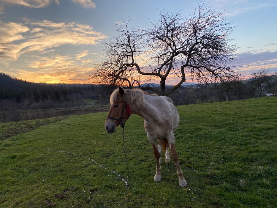 Продам кобилу 4 роки