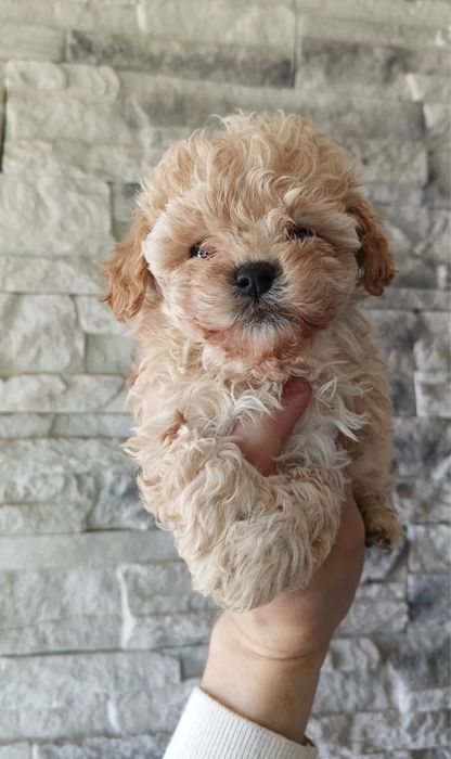Розкішні Мальтипу Київ, є хлопчики і дівчатка. maltipoo Той Пудель