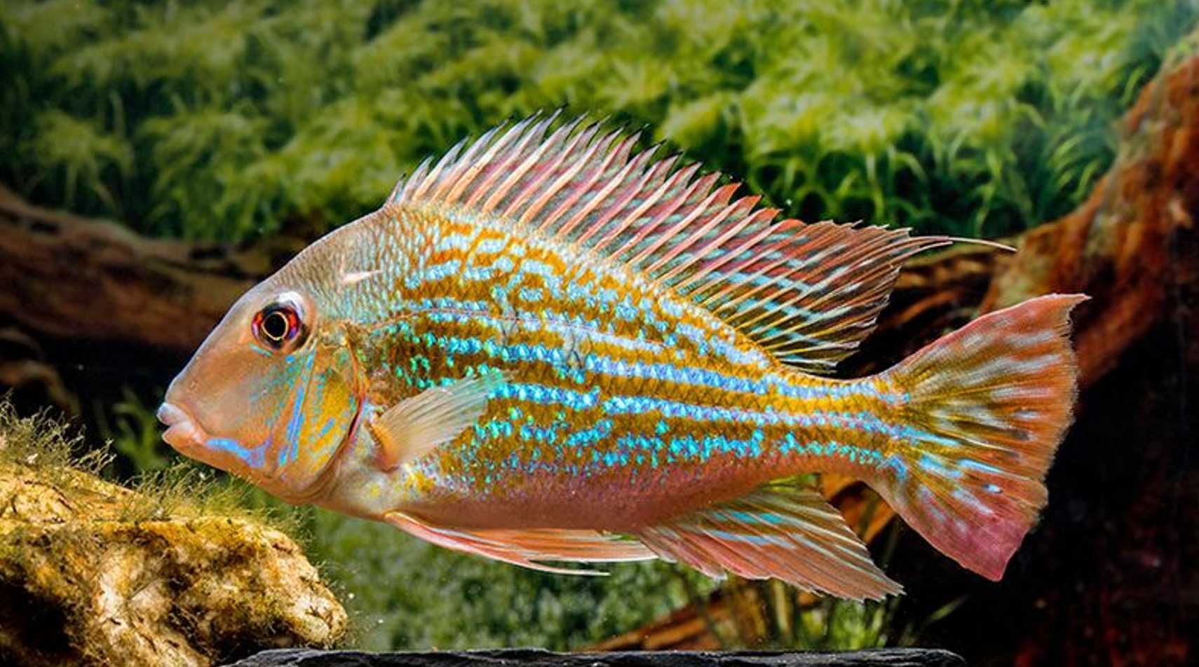 Ziemiojad winemilleri - Geophagus winemilleri - dowóz, wysyłka