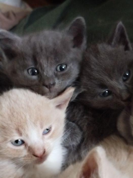Є 3 сіреньких і 2 рижих кошенята.
Вже самі їдять, активні та лагідні.