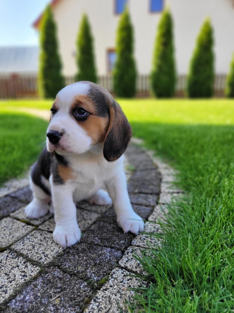 Beagel Piesek Tricolor