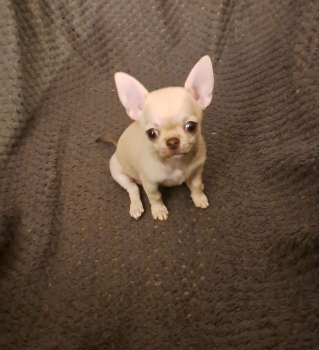 Urocza suczka Chihuahua – miniaturowa, śliczna i towarzyska