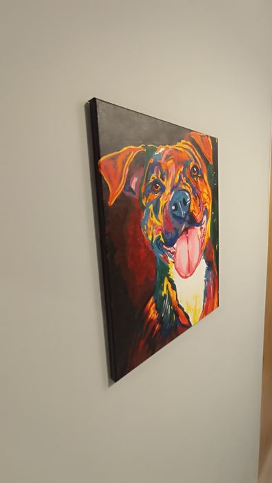 Obraz kolorowy pies, amstaff 50 cm x 40 cm