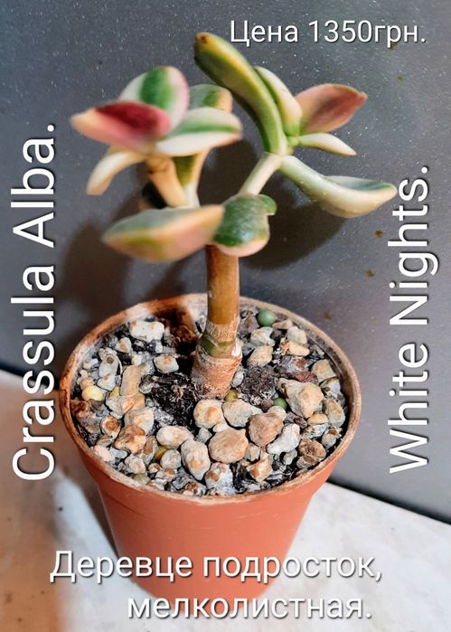 Редкие сорта крассул, денежных деревьев, толстянок.