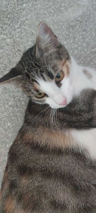 Znalezione Koty szukają domu  !