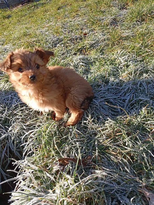 Цуценята йоркширський тер'єр