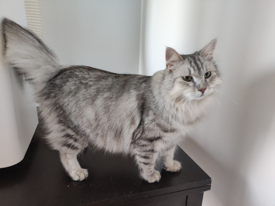 Kotka Syberyjska z rodowodem FPL