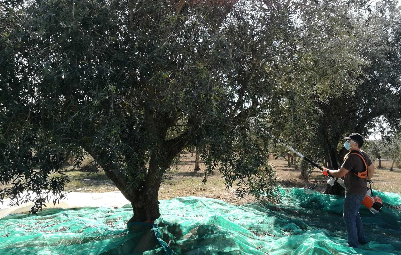 Quinta Alentejo - Avis