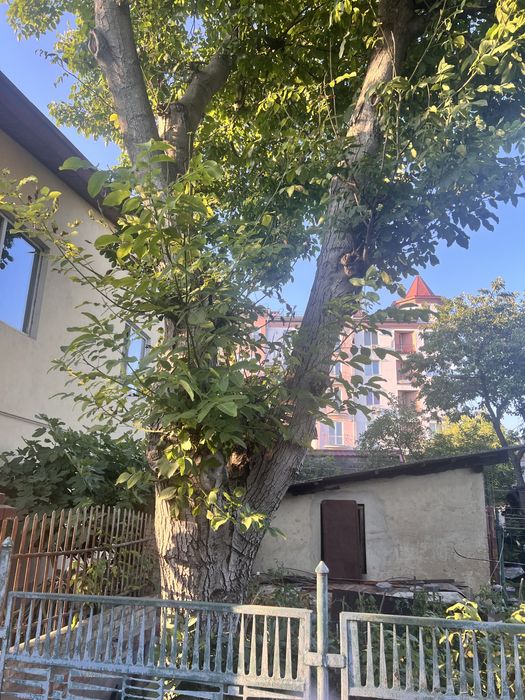 Дерево горіх (самоспил)