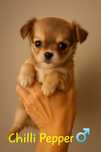 Długowłosy biszkoptowy mini samczyk chihuahua