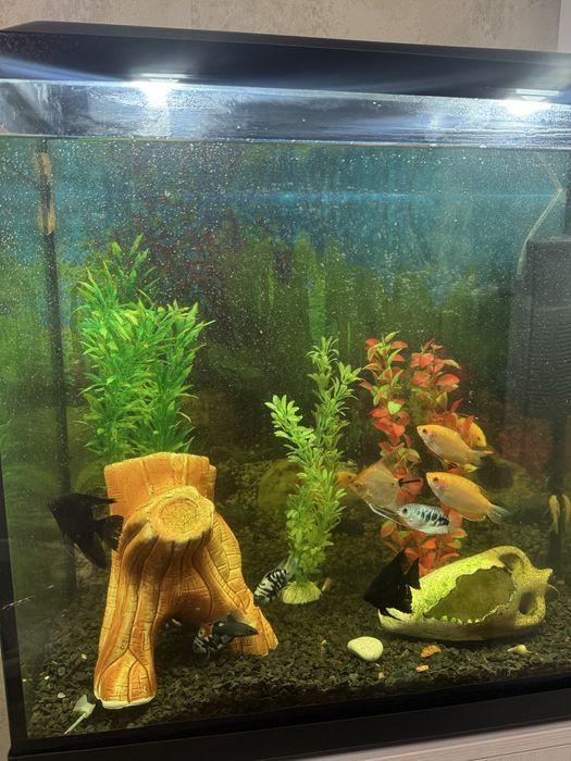 Аквариум 90 л  полностью укомплектован