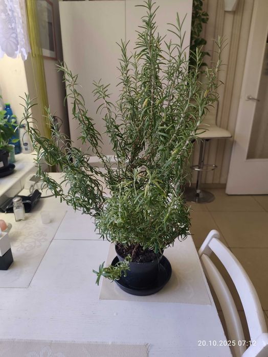 Rozmaryn w doniczce.