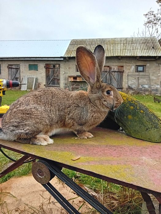 Króle  sprzedam samce samice