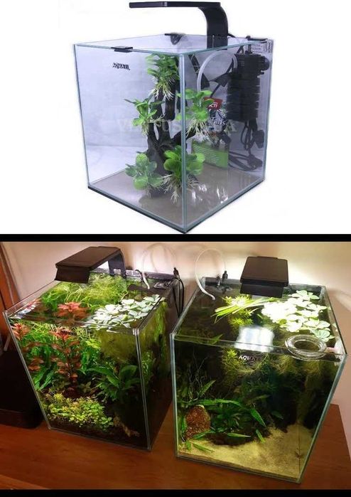 Akwarium aquael 33 litry z roslinkami i rybami glonojad zbrojnk niebie