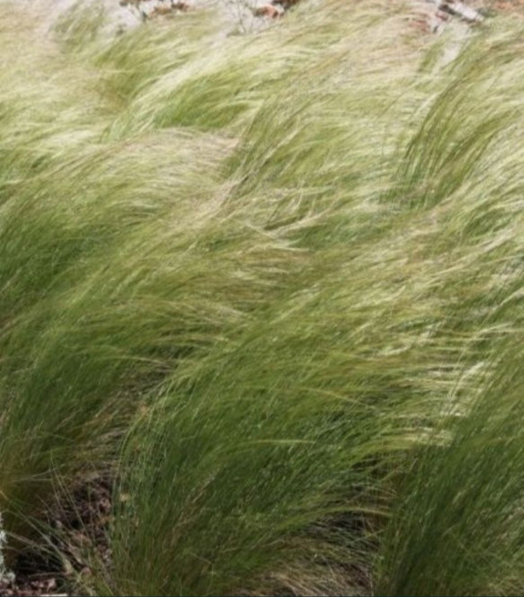 Nasiona trawy stipa pony tails