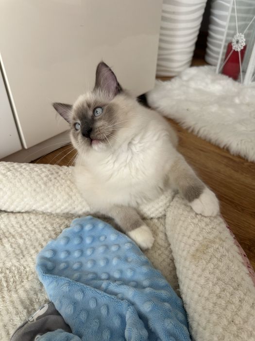 Cudowny Kocurek FPL gotowe do odbioru