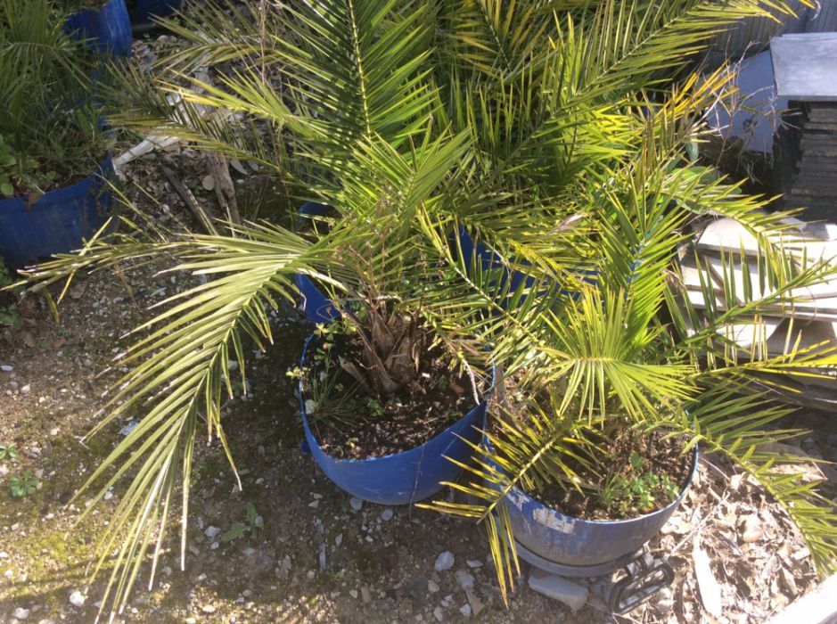 palmeiras vaso plantas