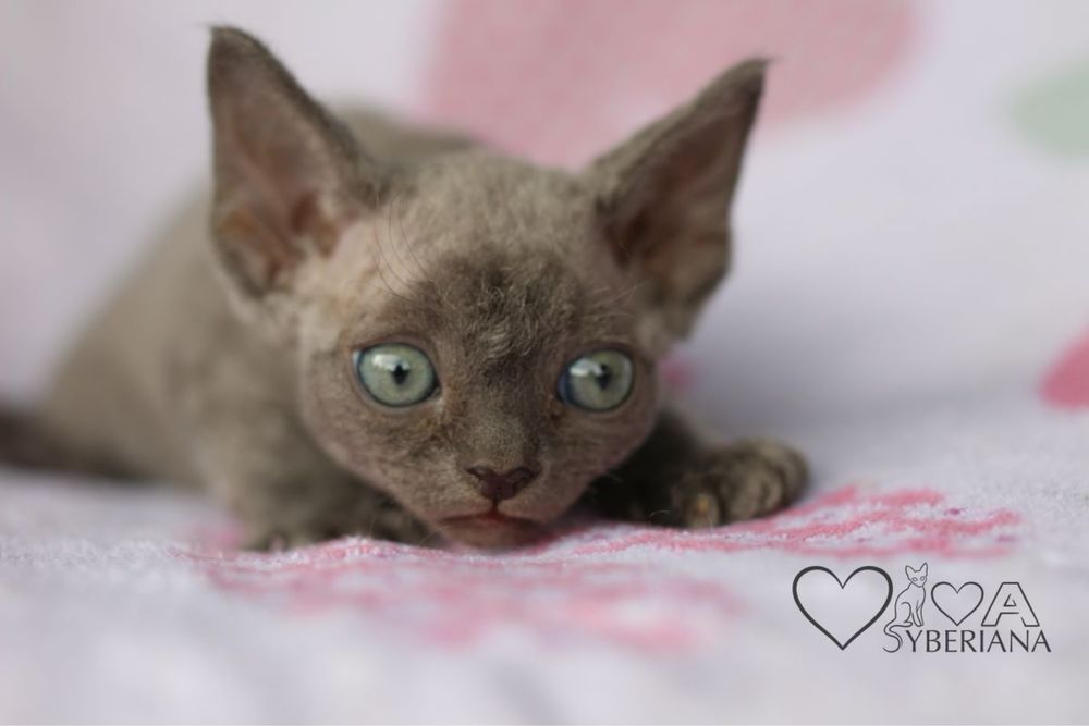 Niebieski kocurek devon rex
