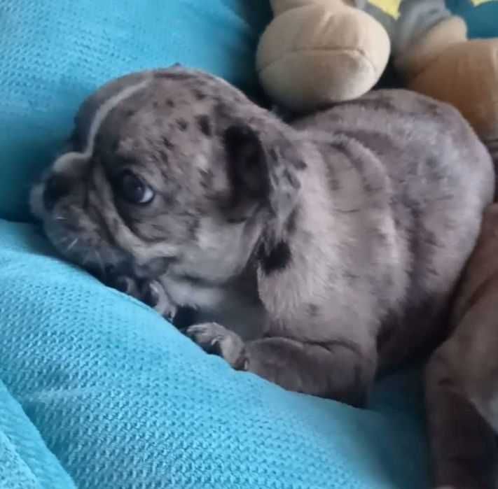 Французский бульдог. Merle.