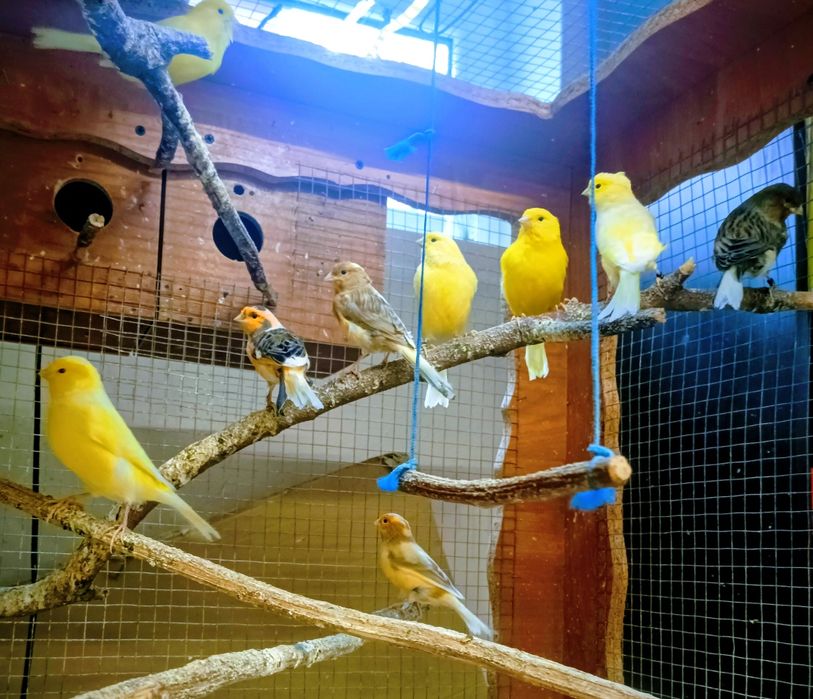 Kanarki młode z tego roku