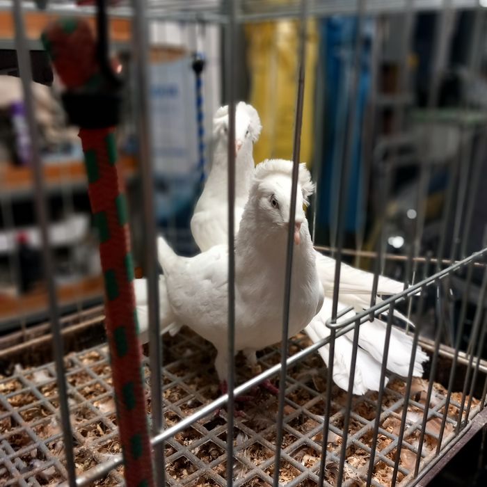 Gołebie Ozobne Sokoły Gdanskie