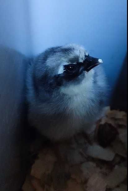 Pisklęta mix z kolorowych jajek, pisklęta zielononóżka marans leghorn