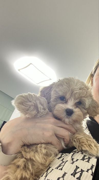 Мальтіпу F1 дівчата і хлопчик. Ціна реальна