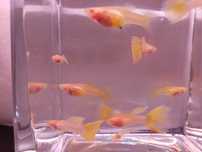 Gupik Albino Yellow Glass - para