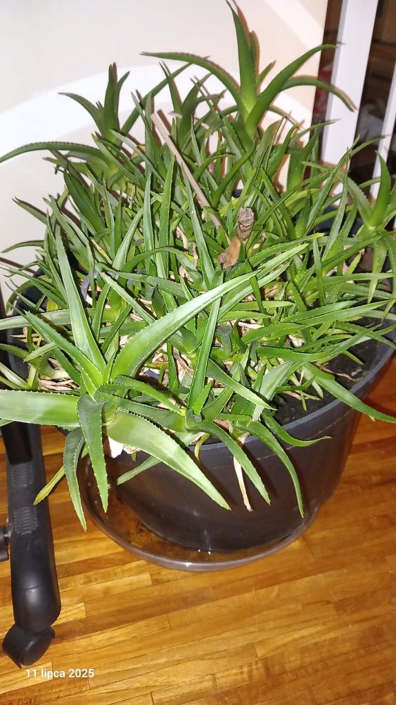 Aloes drzewiasty wieloletni