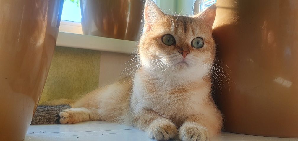 Питомник Luxio Family предлагает котят британской золотой шиншиллы