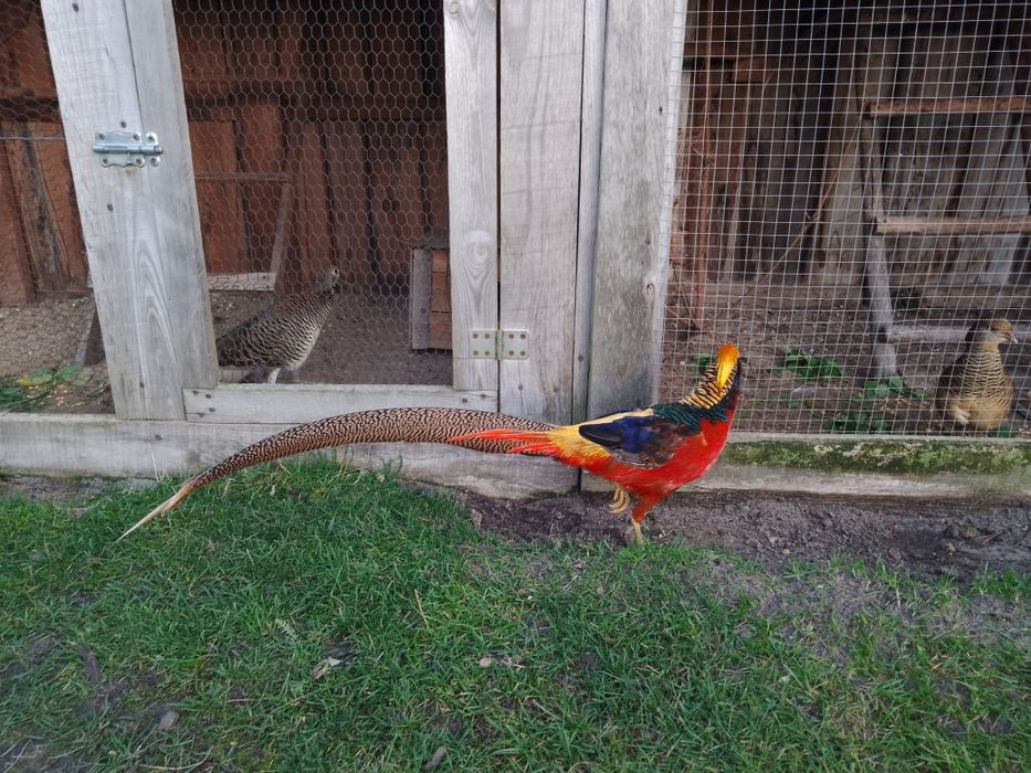 Bażant czerwony złocisty Górnik