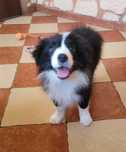 Border collie  z metryka Fci