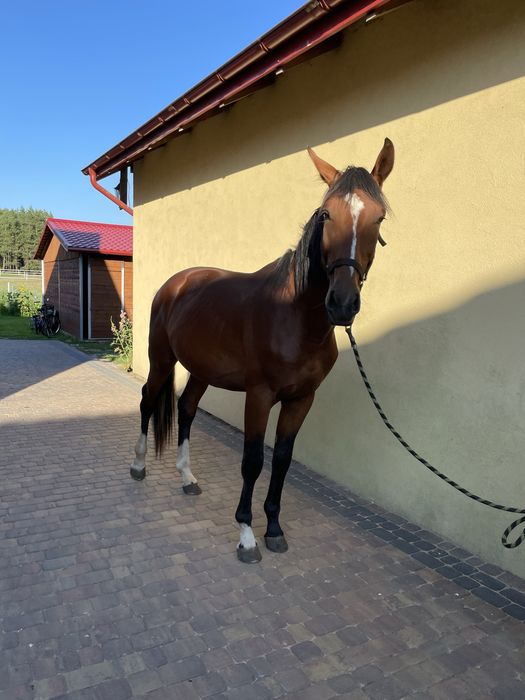 Ogierek w trzecim roku