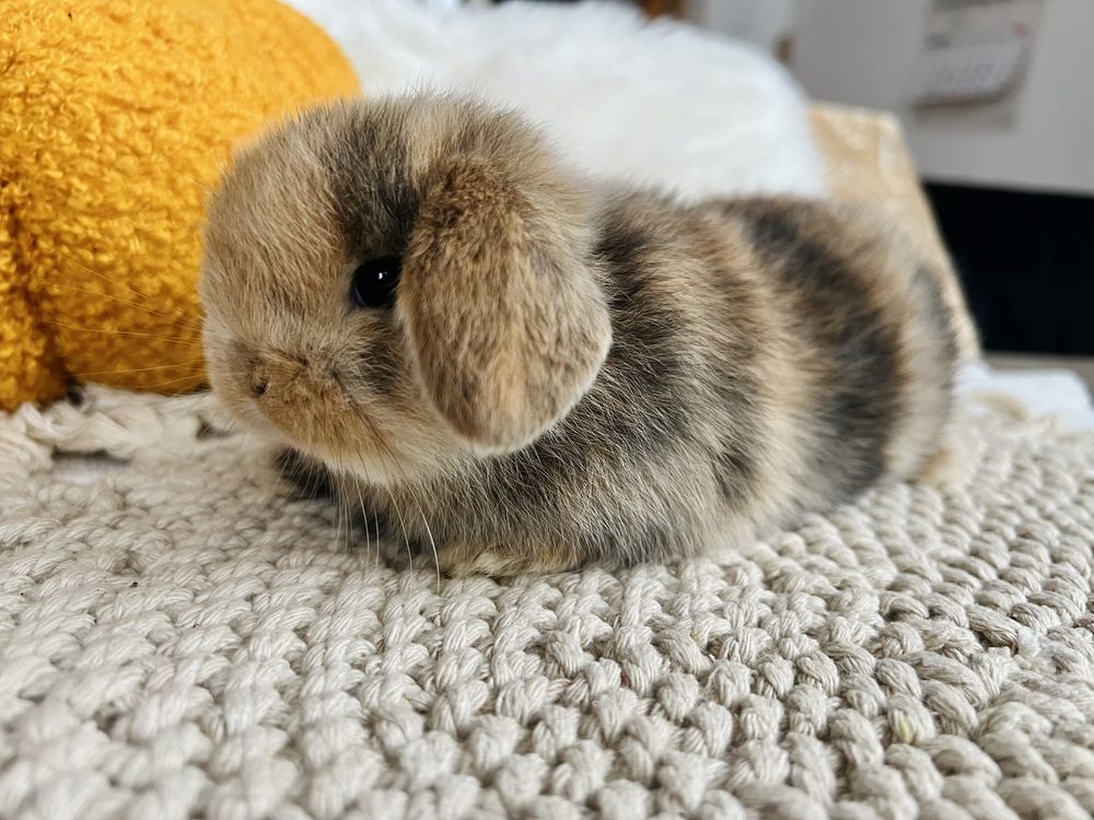 MINI LOP 100% króliki rasowe, HODOWLA - króliczek miniaturka, królik