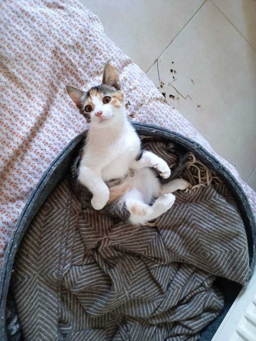 Кошеня в гарні дбайливі руки