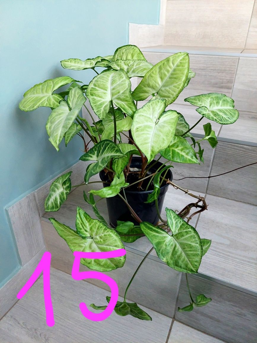 Rośliny agawa syngonium